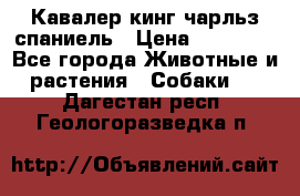 Кавалер кинг чарльз спаниель › Цена ­ 40 000 - Все города Животные и растения » Собаки   . Дагестан респ.,Геологоразведка п.